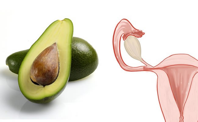 abacate utero