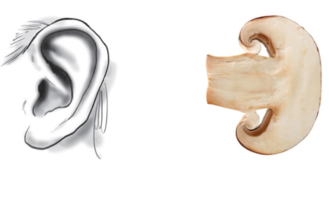cogumelos ouvidos