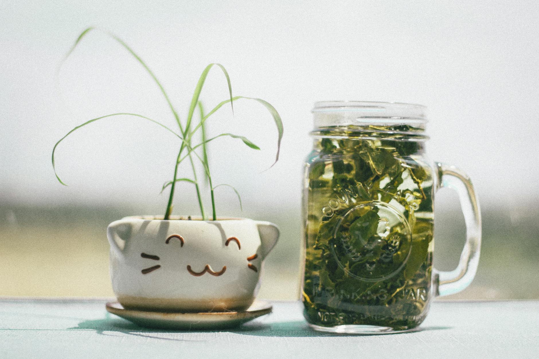 Chá verde na jarra - queimar gordura e secar